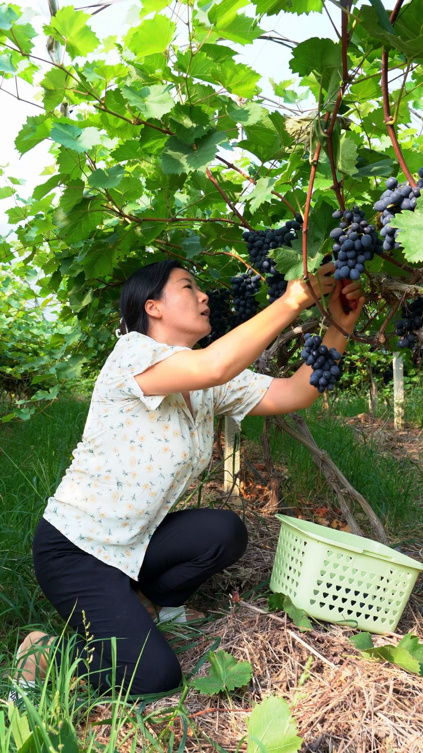 悄悄给佳美一个惊喜,做了个葡萄冰饮,配上脆皮鸭头怎么样?