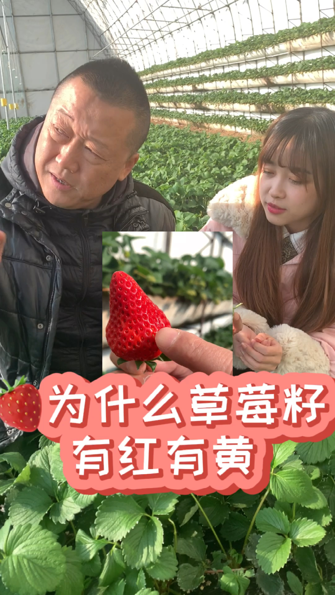 为什么草莓籽一半是红色一半是黄色呢?