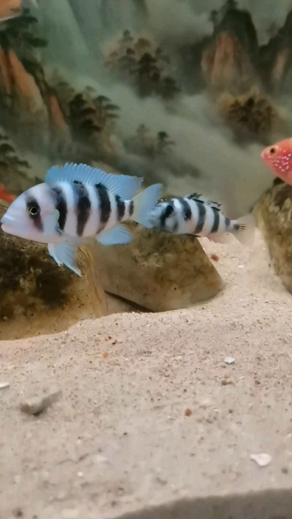 斑马天使,未发色