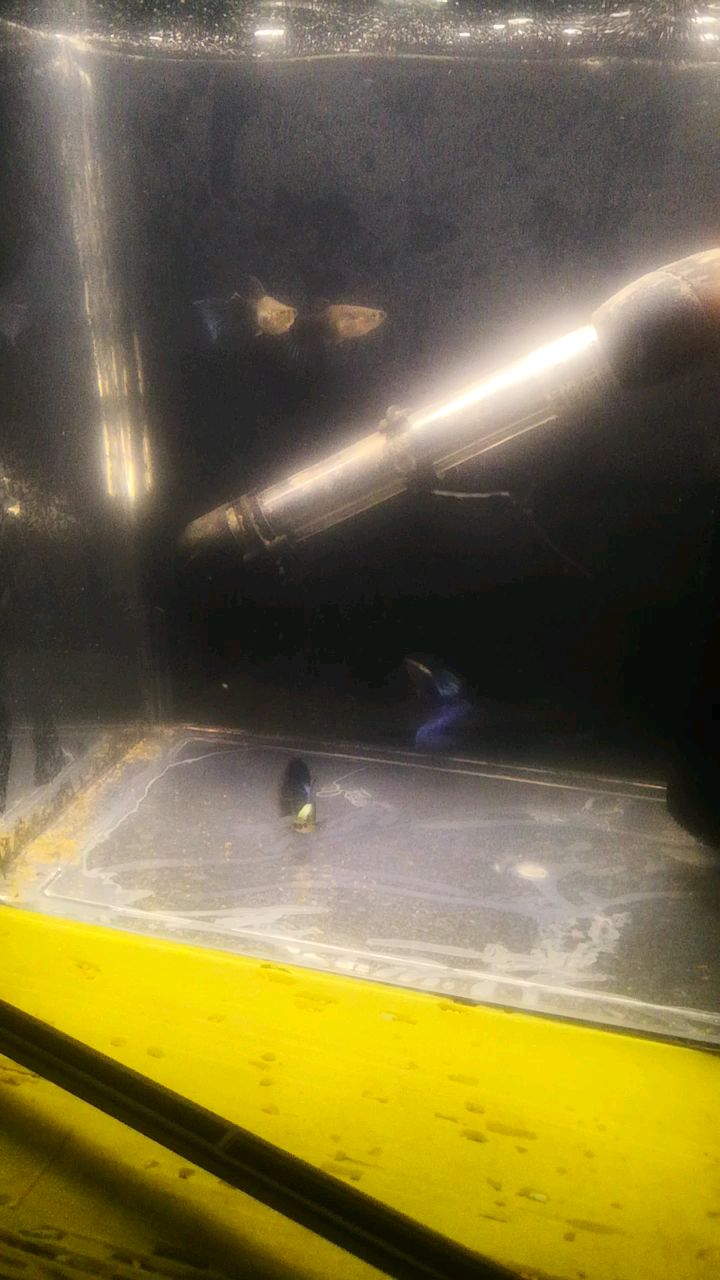 背鳞满光的蓝礼服孔孔雀鱼,可谓观背孔孔雀