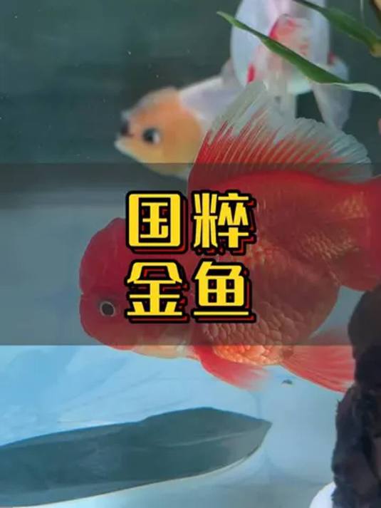 新手养啥冷水鱼?好养好看就选它:泰狮金鱼