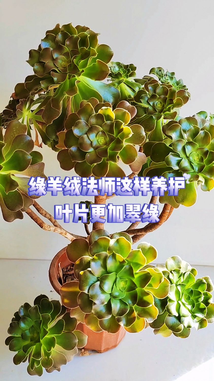 绿羊绒法师这样养护叶片更加翠绿