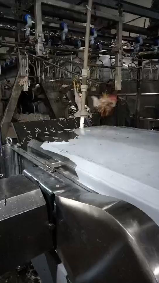 正顺全自动家禽屠宰流水线 鸡鸭鹅家禽宰杀配套设备 老母鸡卧式脱毛机