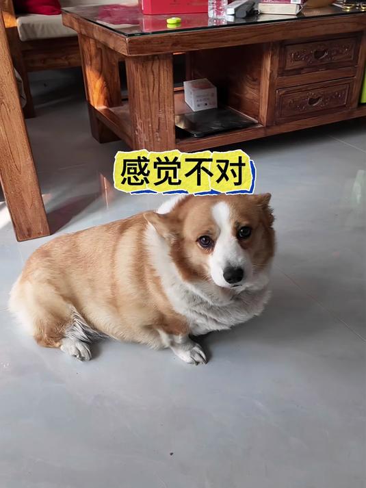 我也不太懂,王哥告诉我了,这就开炖