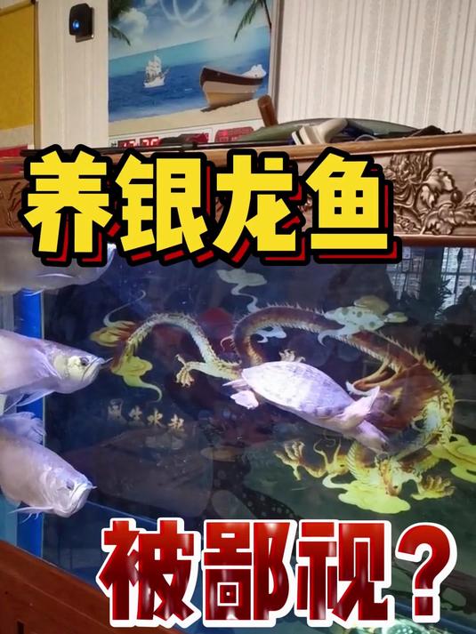 养银龙鱼会被鄙视?