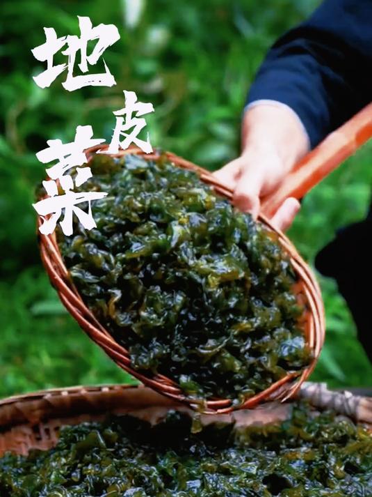 农村里随处可见的地皮菜