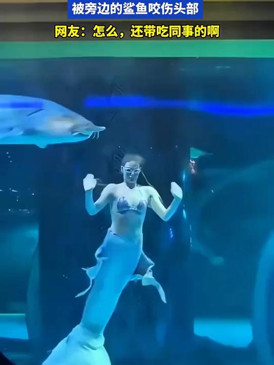 美人鱼女孩在水中表演,被旁边鲨鱼咬伤头部,怎么还带吃同事的啊