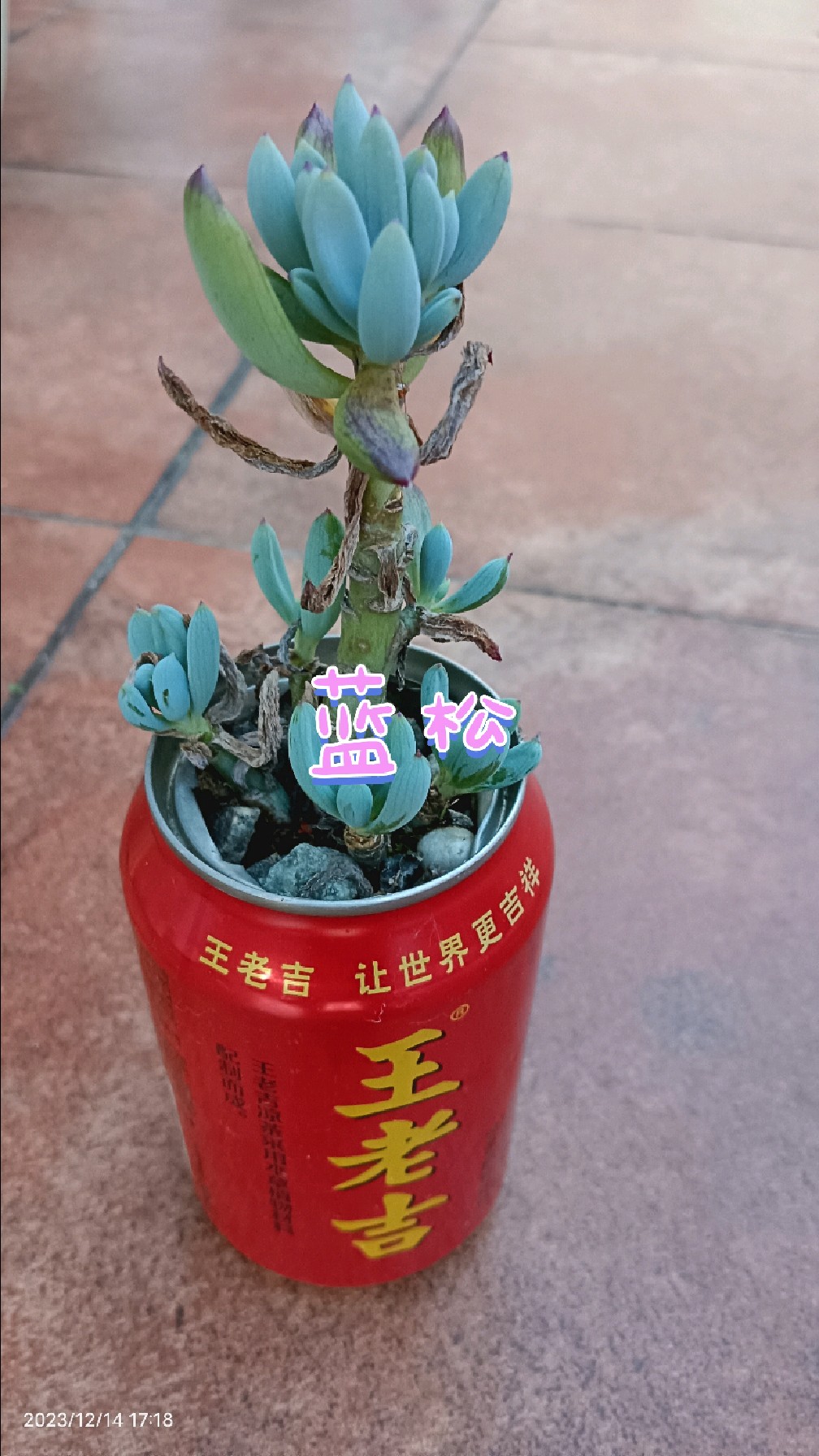 继续打卡:我的多肉植物(蓝松)