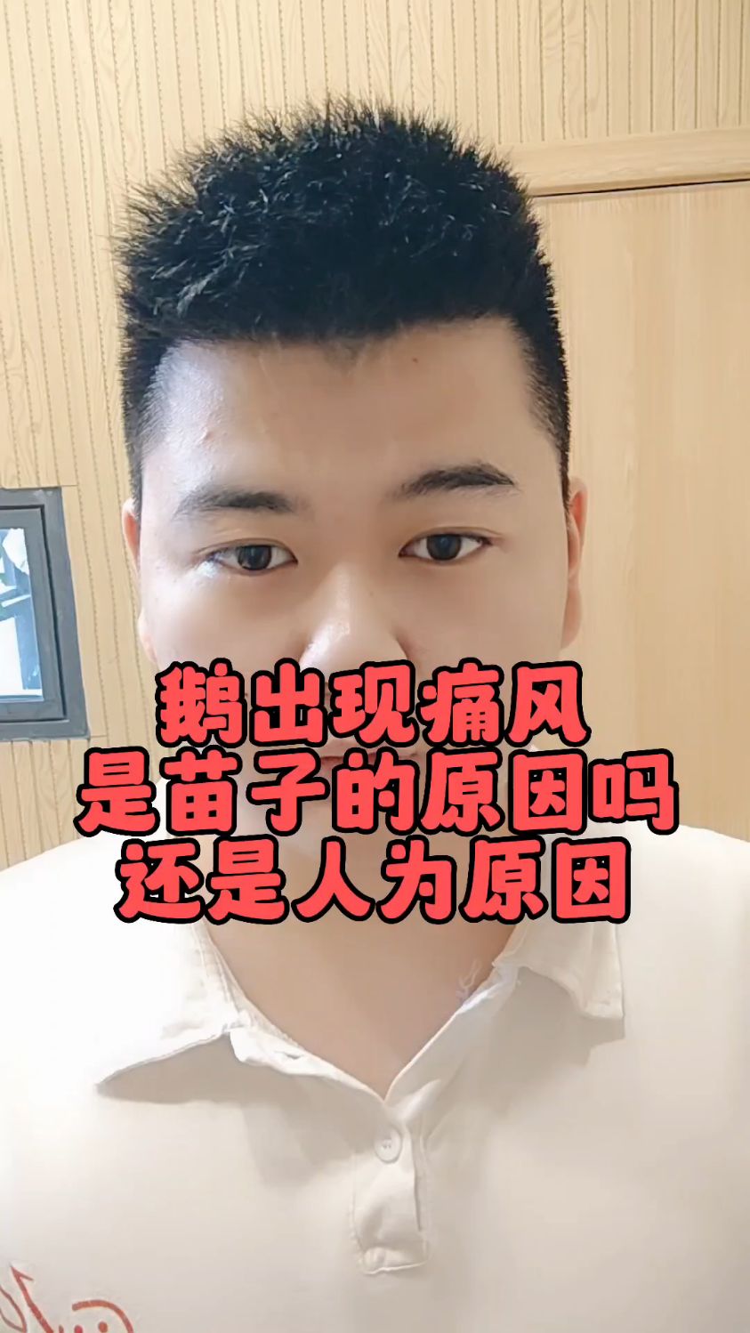 #鹅痛风是什么原因引起的鹅的痛风是什么表现鹅的痛风病怎么办小鹅得了痛风病怎么办