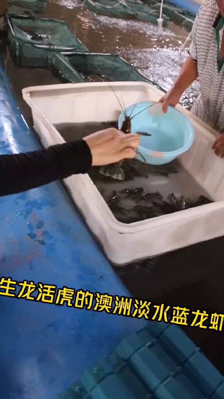 我们的蓝龙虾,以水草为主食,红薯粉南瓜粉为辅食,健康成长,你值得拥有