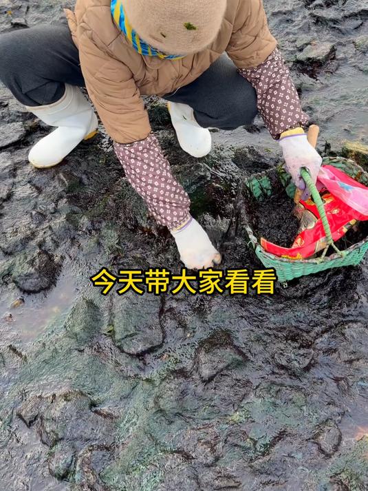 海岛人的季节限定美食——海蛎子紫菜汤 #赶海# #新农人计划2026# #大海的馈赠# #