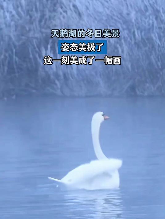 天鹅湖的冬日美景,姿态美极了,这一刻美成了一幅画