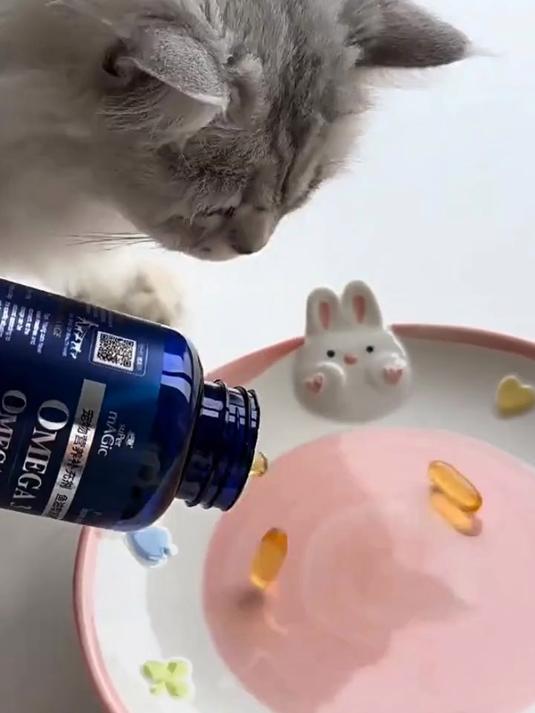 猫咪毛发没有光泽掉毛怎么办现在超好用的深海鱼油来了,营养丰富