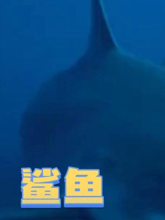 鲨鱼的正脸居然长这样 鲨鱼 万万没想到 搞笑 震惊了