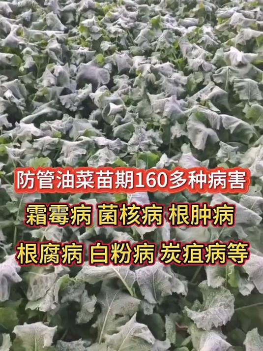 油菜出苗后的第一遍药,防治霜霉病.根肿病.菌核病.根腐病等等