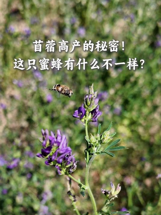 苜蓿高产的秘密!这只蜜蜂有什么不一样?