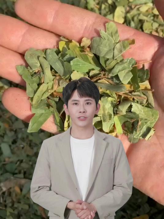 鸡骨草的功效和选择,欢迎了解