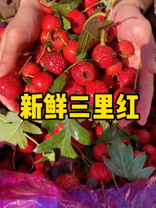 养生界的酸甜担当!山楂的养生功效大盘点