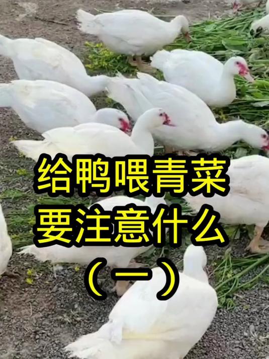 给鸭喂青菜要注意什么(一)