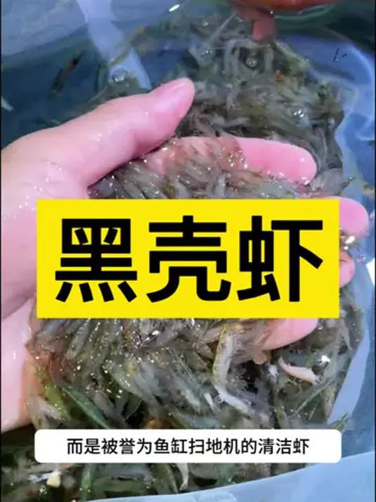 养黑壳虾秘籍:轻松打造绝美观赏虾景观