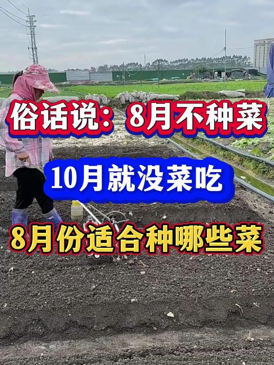 8月不种菜10月没菜吃8月份适合种哪些蔬菜