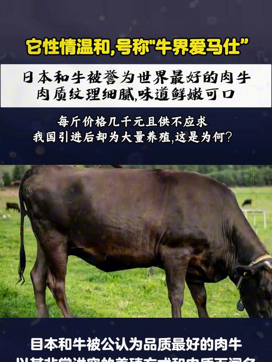目本和牛被公认为品质最好的肉牛,以养殖方式和肉质而闻名