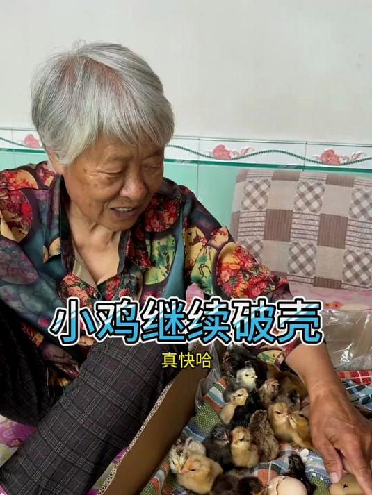 小鸡出壳啦 小鸡出壳啦，小鸡出壳30多只啦