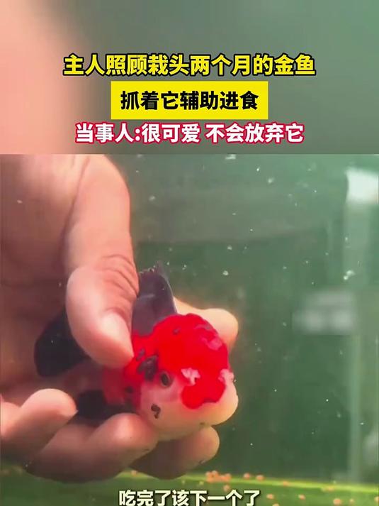 主人照顾栽头两个月的金鱼抓着它辅助进食