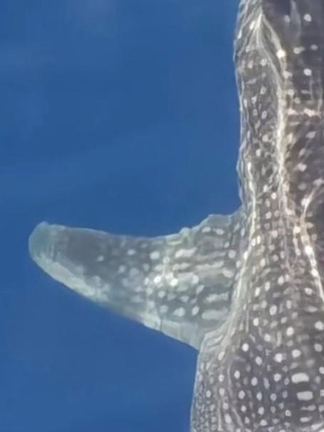 舟山海域现世界现存最大的鱼类！系国家二级重点保护野生动物鲸鲨