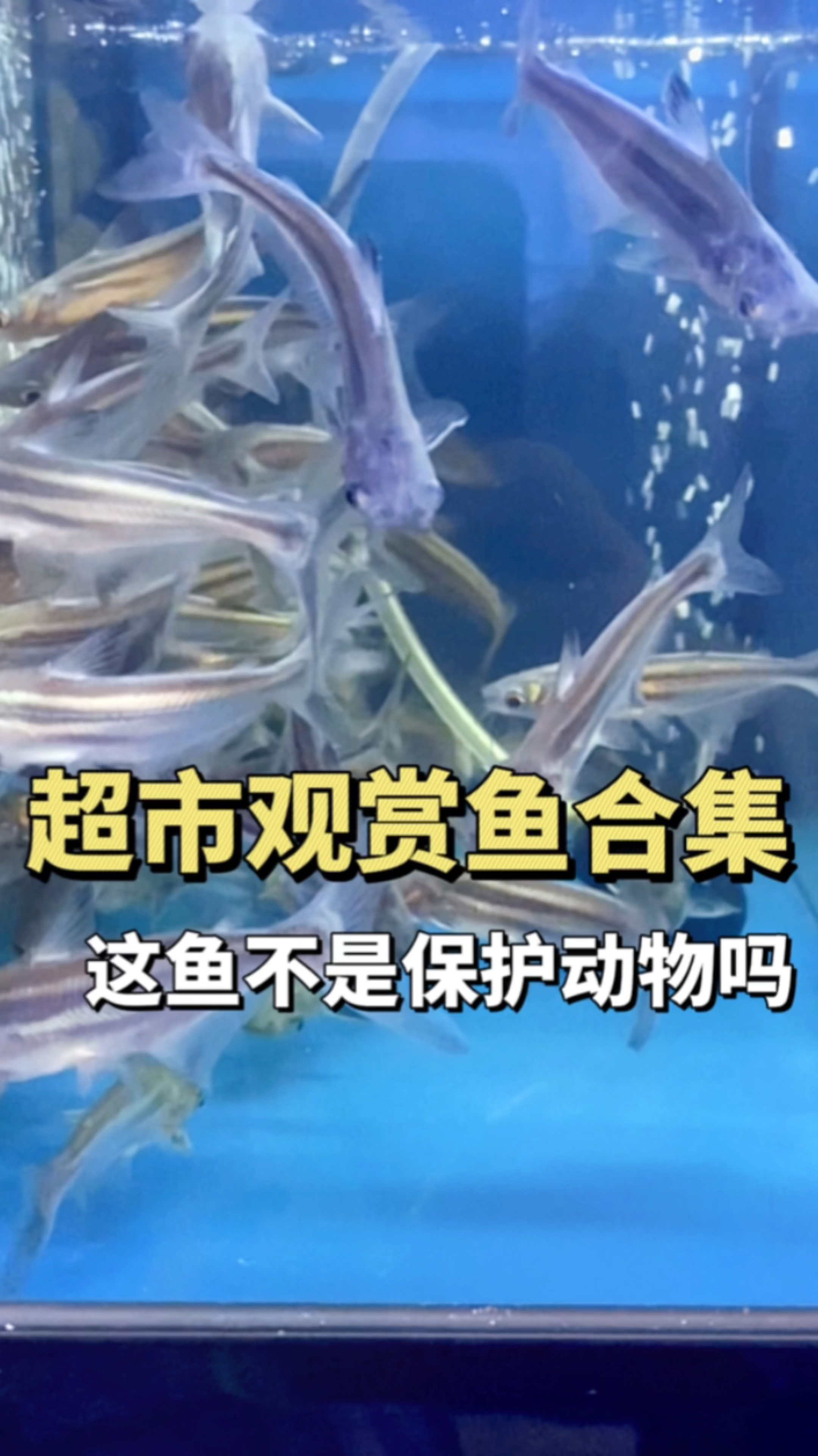 超市观赏鱼合集1