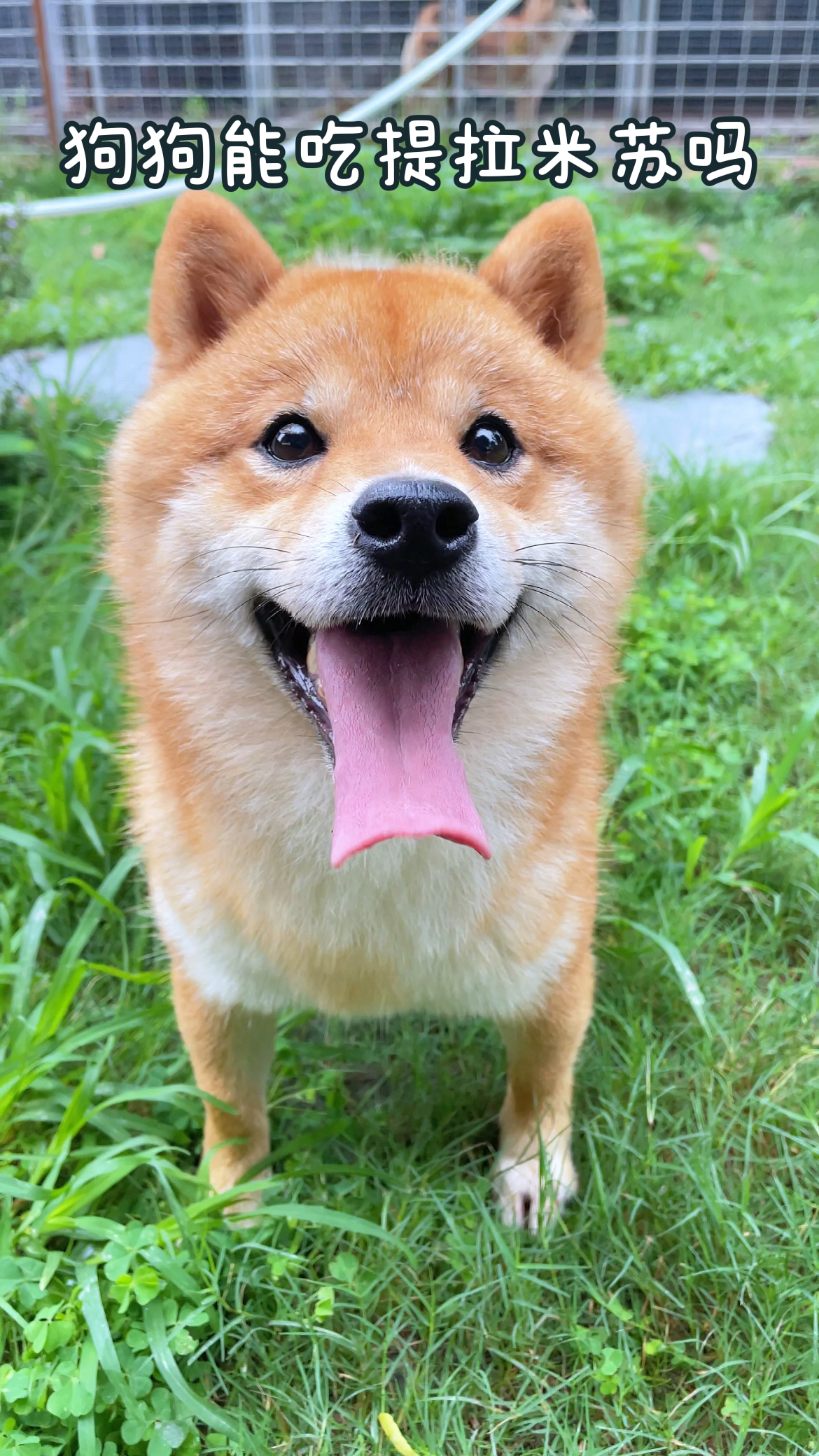 狗狗能吃提拉米苏吗?