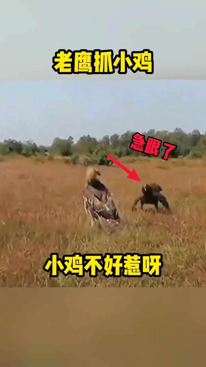 老鹰抓小鸡,小鸡不好惹!