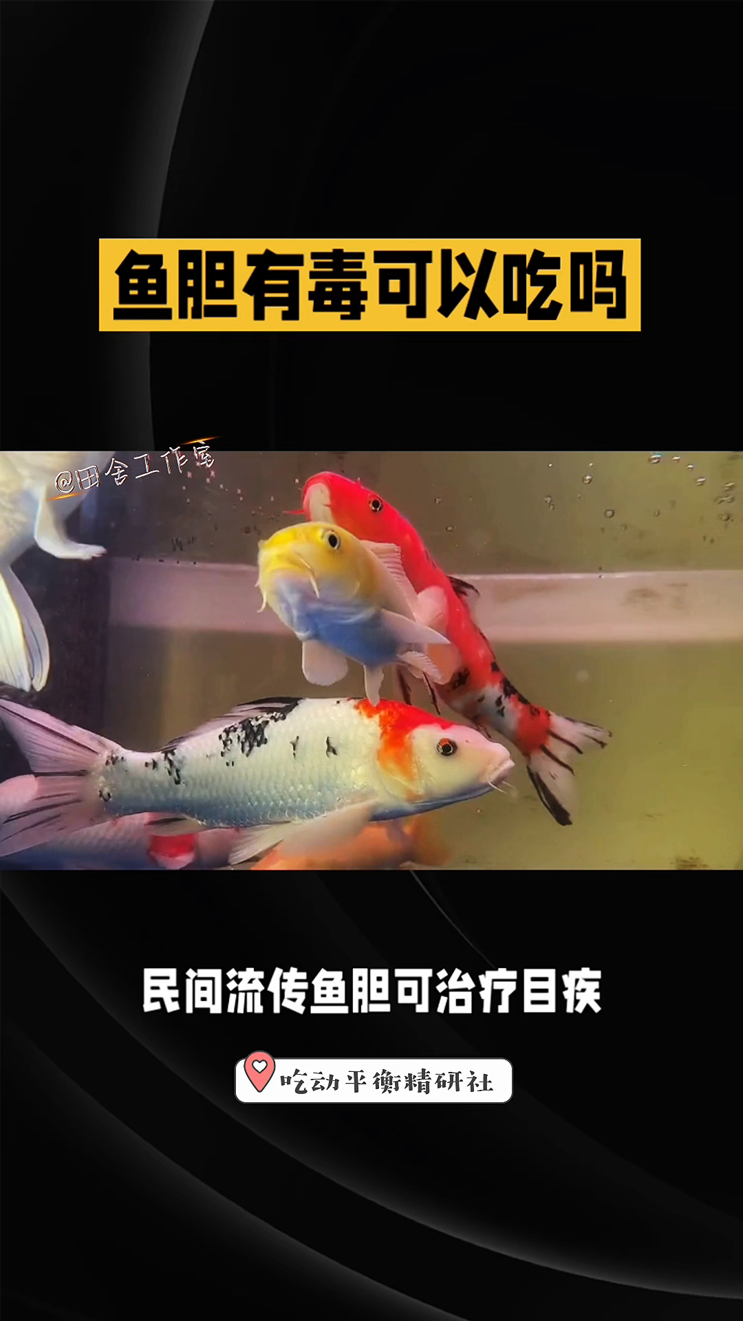 鱼胆有毒可以吃吗
