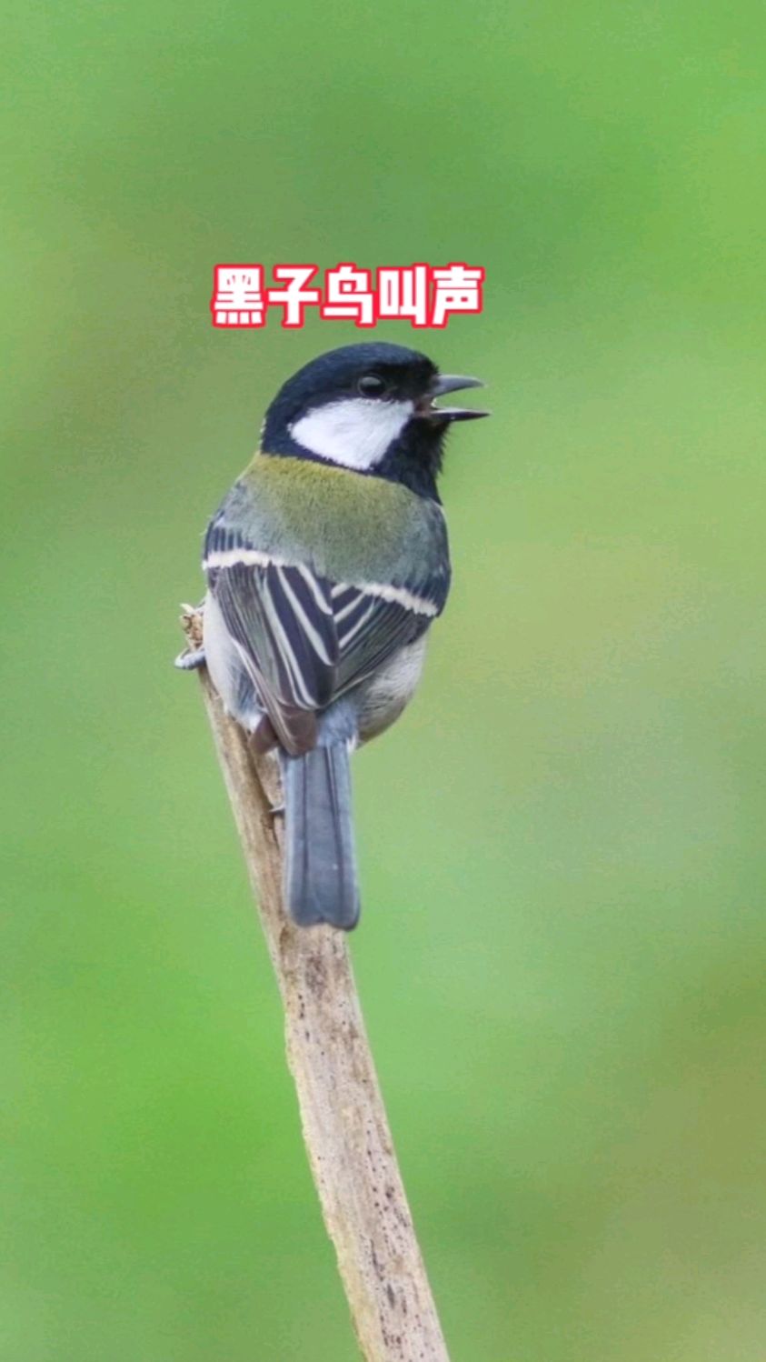 童年记忆鸟叫声—黑子，小时候经常在农村听见，这欢快清脆的叫声简直绝绝子