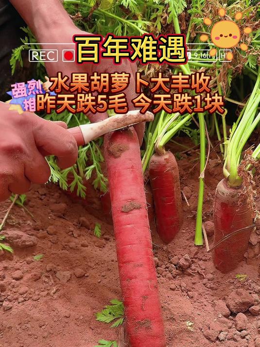 这个水果胡萝卜，太适合不爱吃蔬菜的大小朋友了