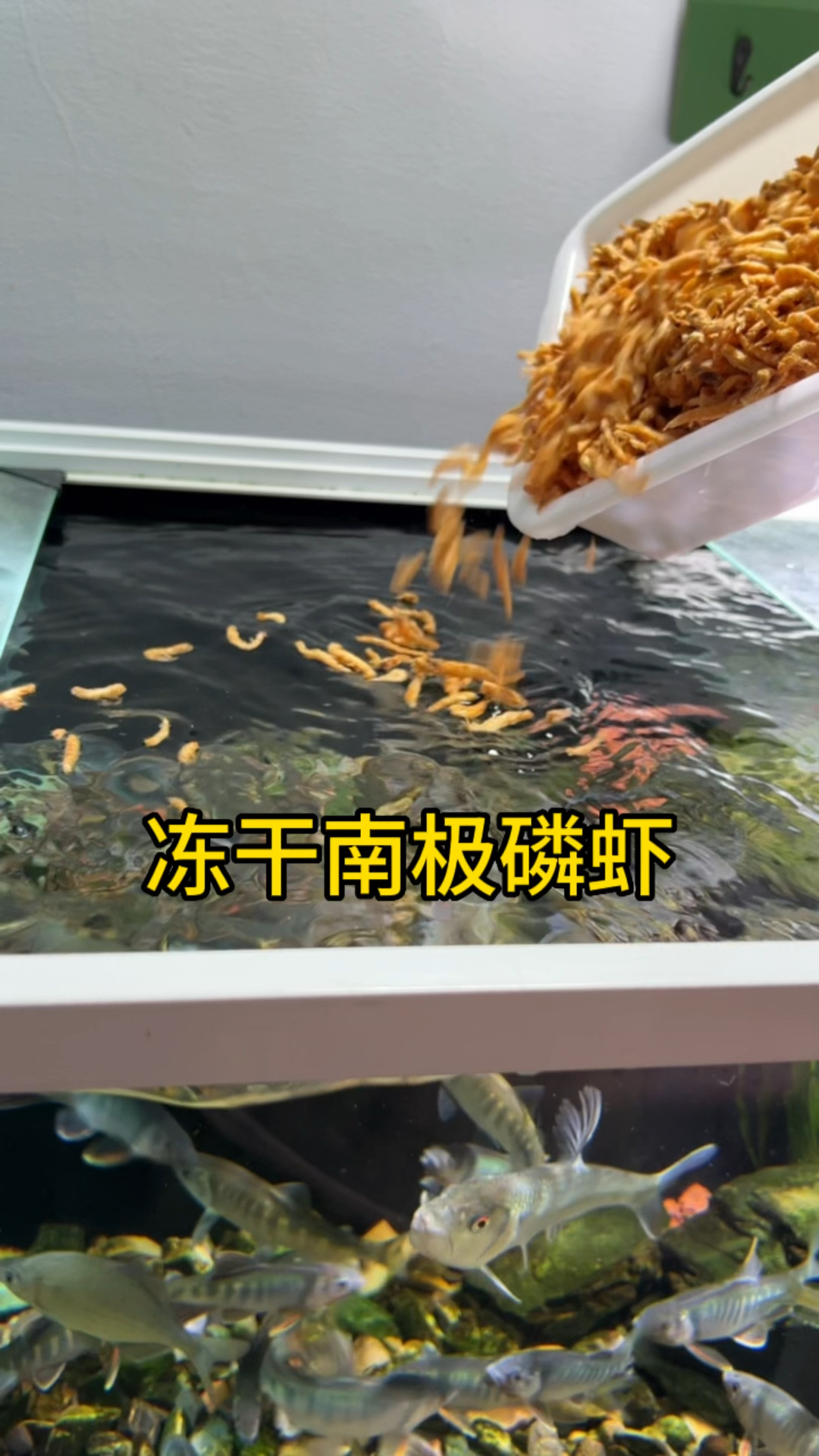 速冻南极磷虾.蛋白含量高达72%,乌龟鱼,宠物都喜欢吃!#水族#鱼粮#养鱼日记