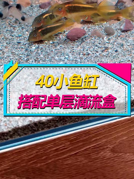 40小鱼缸大混养，过滤器都有哪些选择呢？