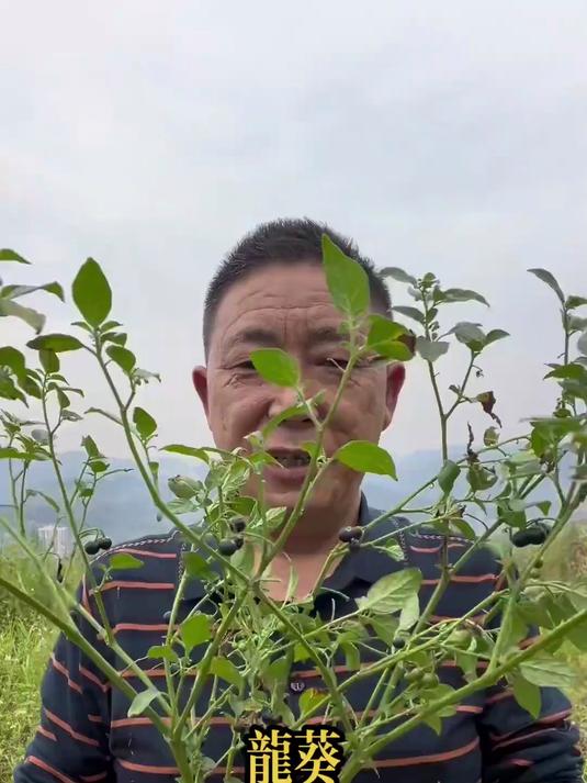 龙葵，你们知道它有什么作用