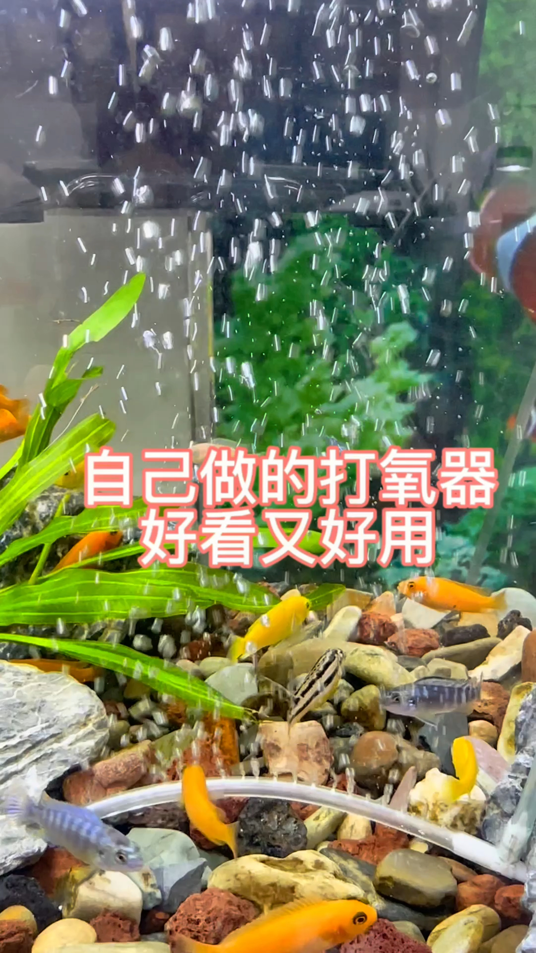 自己做的打氧器好看又好用#鱼缸 #养鱼日记 #养鱼养心