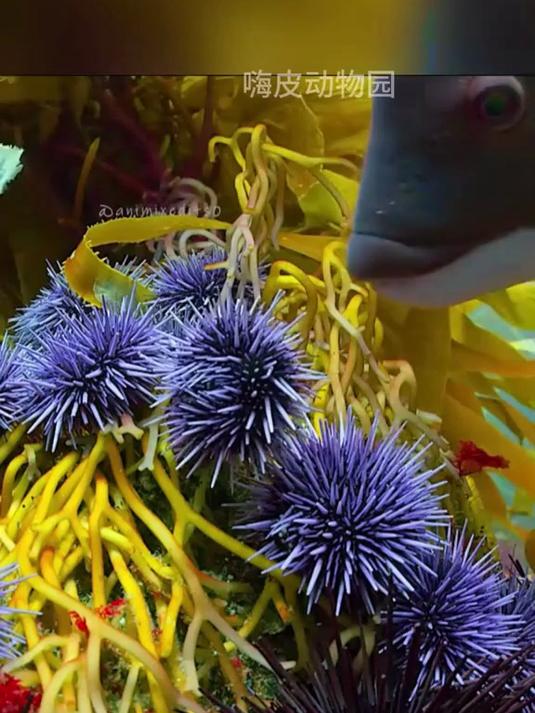 这就是为什么,海里的鱼儿都认为人类是益虫