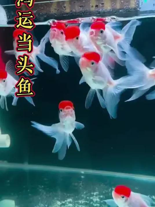 鱼缸养鹤顶红金鱼,富贵喜庆!比红宝石美,超飘逸