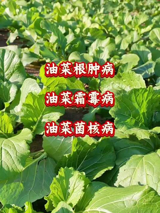 油菜种植病害频发?选对杀菌剂,轻松来防治