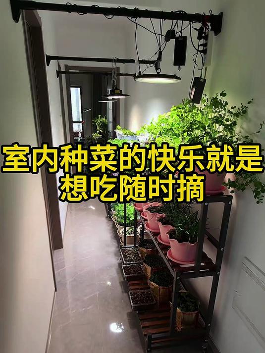 室内种菜的快乐就是想吃随时摘#三农#