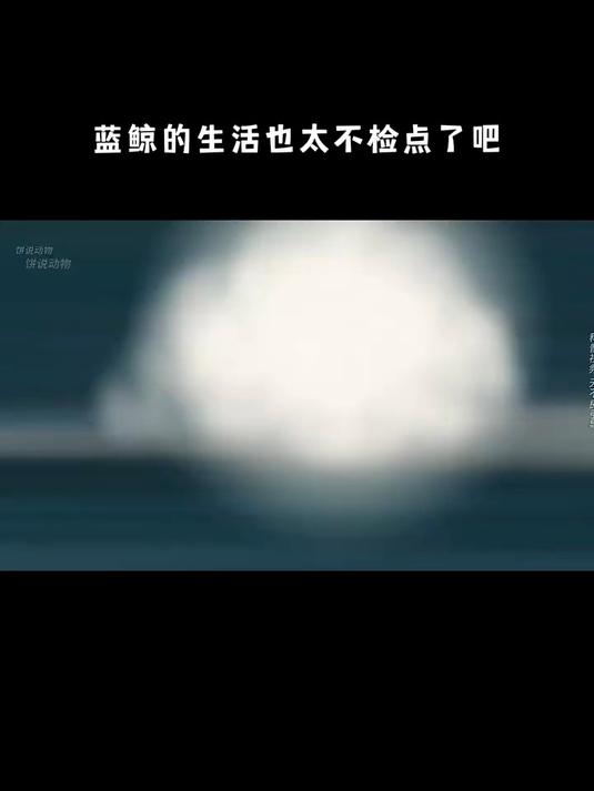 蓝鲸可以和其他鲸鱼进行杂交,而且孩子还有生育能力,太奇特了
