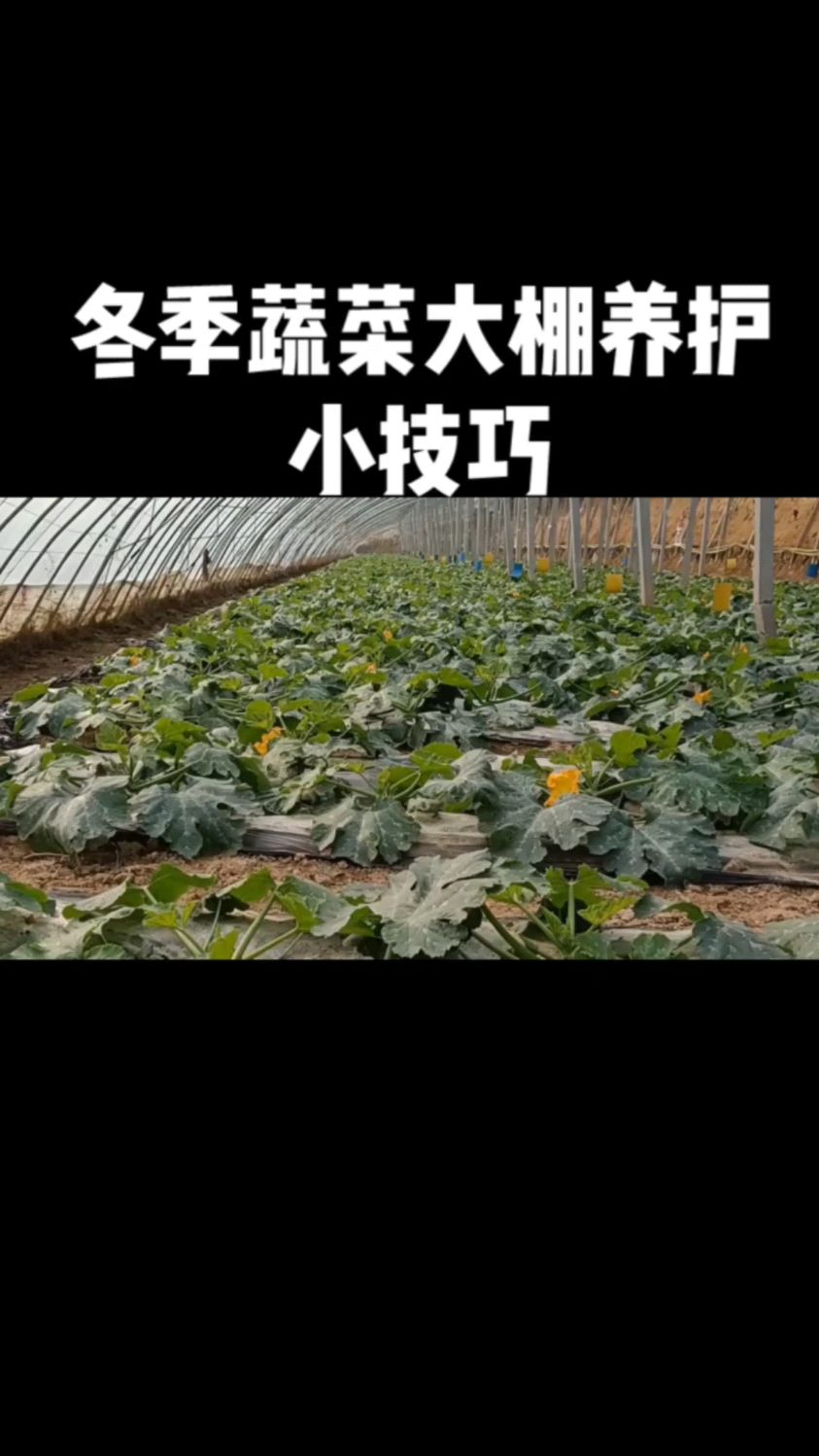 冬天蔬菜大棚养护小技巧