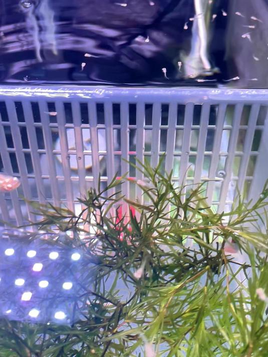 孔雀鱼母鱼生完小鱼如何护理#孔雀鱼##鱼缸繁殖技巧#