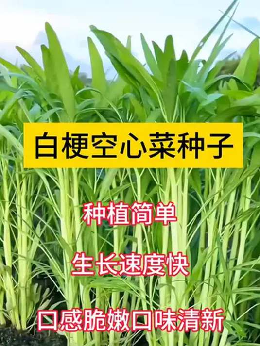 白梗柳叶空心菜:不挑地好种,口感脆嫩超美味!
