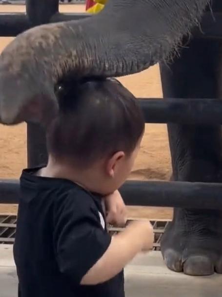 大象对着小男孩的头一顿“狂敲”,娃站在原地一脸不知所措