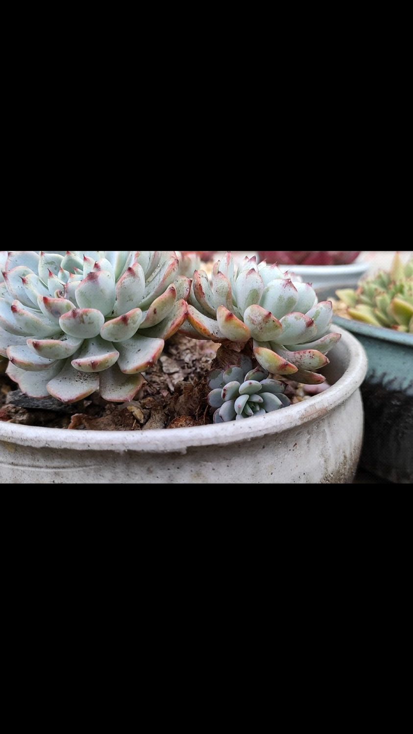 蓝姬莲好看吗?