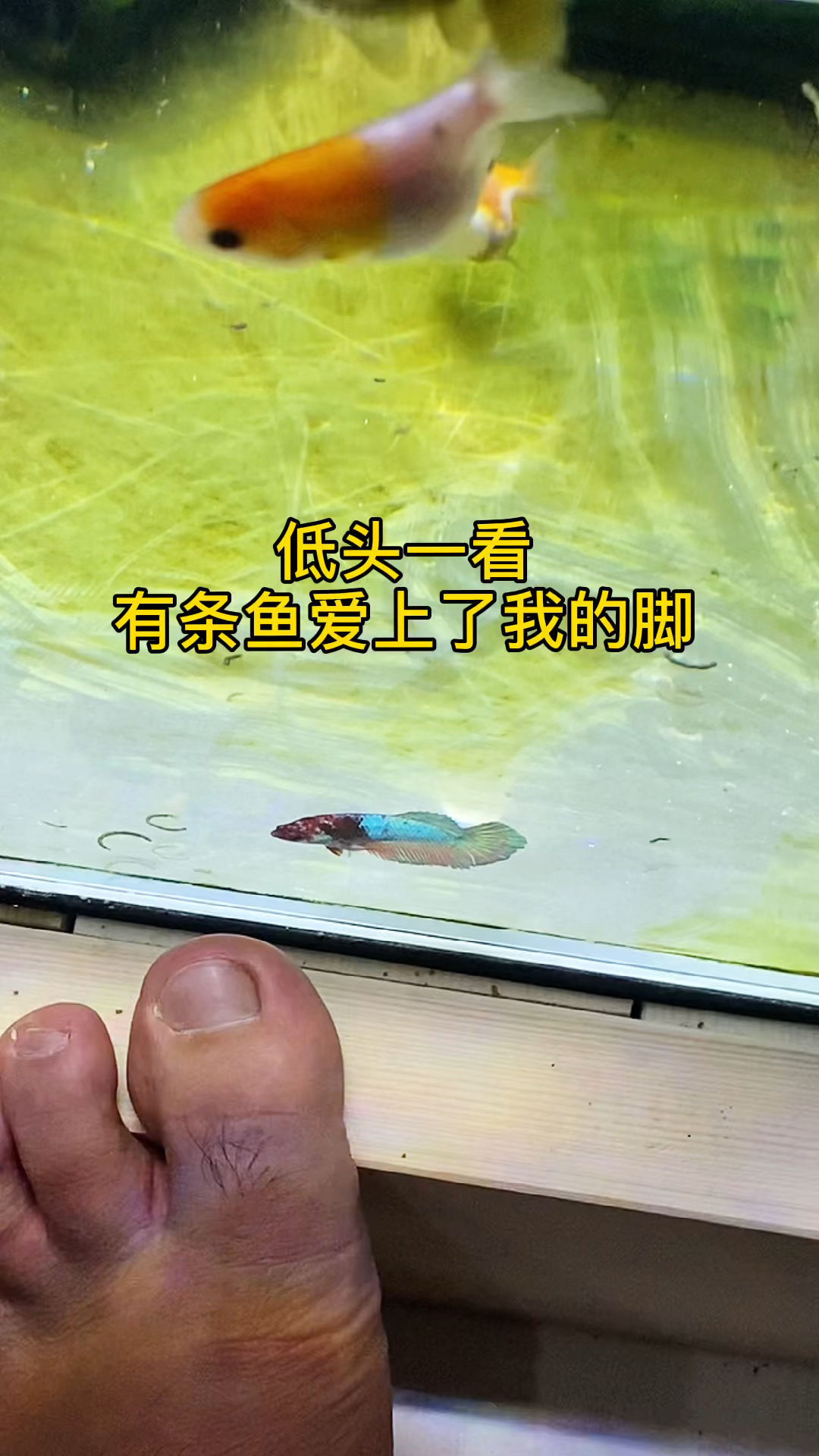 低头一看有条鱼看上了我的脚,斗鱼真的好有趣